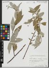 Foto von Salix alba subsp. micans (Andersson) Rech. f.